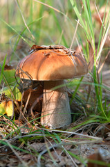 grzyby © marsad