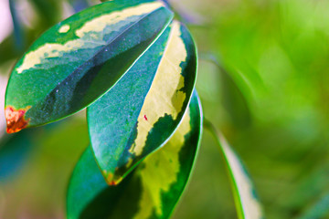 green leaf