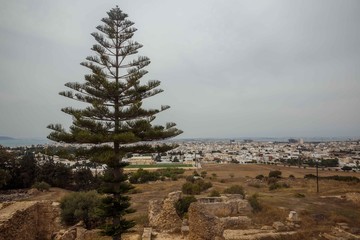 View of the city Tunis from the ruins of Carthage. The tree araucaria among the ruins of Carthage