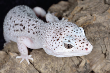 Close-up of a white and brown spotted leopard gecko (Eublepharis macularis)