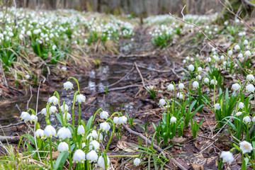 early spring forest with spring snowflake, Vysocina, Czech Repubic