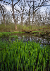 Heavy spring rains and vernal pools create habitat for reptiles, amphibians and other wildlife.