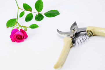 Rose and pruning cut on white background