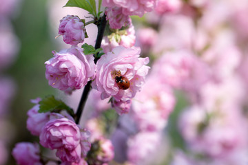 Ladybug on pink tender flowers. ladybug on a pink spring flower.