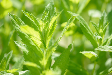 Fresh green organic mint growing in the garden. Plant used as an natural ingredient for food and...