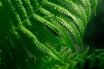  ferns leaves. green foliage natural floral fern background in sunlight