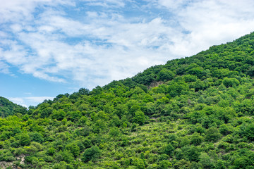 Germany, Rhine Romantic Cruise, a large green field with trees in the background