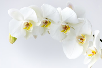 Macro photography of petals of a blooming white orchid  phalaenopsis isolated on white background. - obrazy, fototapety, plakaty