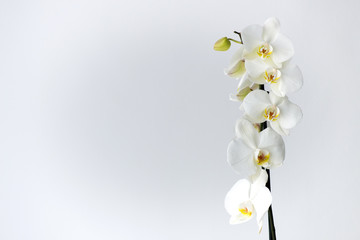 Macro photography of petals of a blooming white orchid  phalaenopsis isolated on white background. - obrazy, fototapety, plakaty