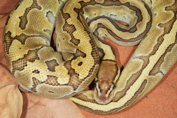 Coiled royal python or ball python (Python regius)