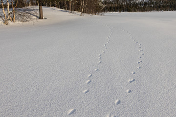 Abstract white background with animal footprints in the snow. Paw print of a wild or domestic animal on white snow in winter.