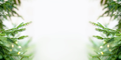 Banner of spruce branches, green  background. Beautiful postcard from branch of spruce. Closeup...