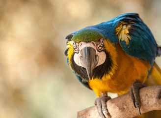 blue and yellow macaw © David Halgrimson
