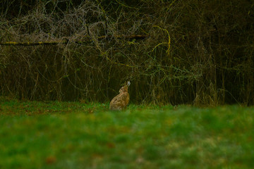 Wild bunny in meadow in front of forest thicket