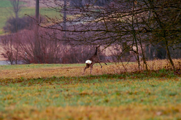 pretty deer with white back runs off in the forest