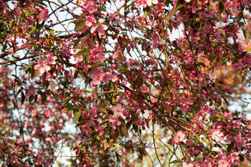 beautiful pink sakura flowers in the morning. Cherry blossom
