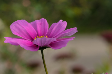 Sommerblumen