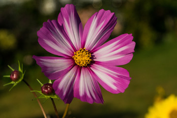 Sommerblumen