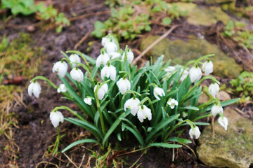 Spring Snowflake first white beautiful flowers in the garden close up