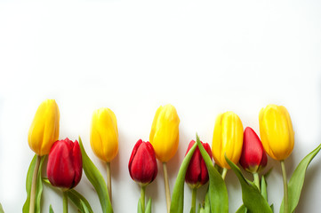 yellow and red tulips on a white background