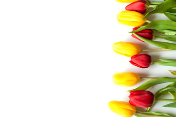 yellow and red tulips on a white background