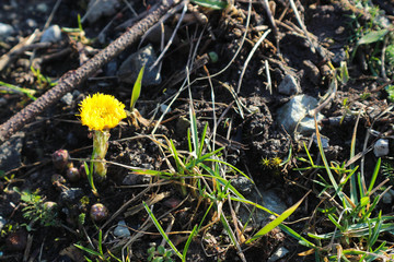 First spring yellow flower coltsfoot closeup