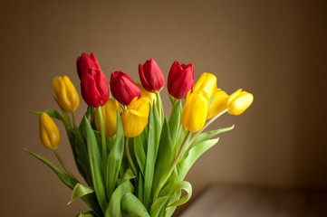 yellow and red tulips on a dark background