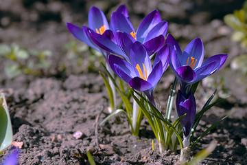 First spring flowers, blue crocus