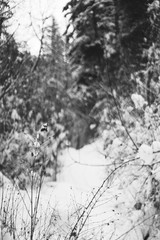 Snowy trees and bushes along a hiking trail