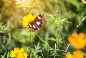 black butterfly drinking honey on yellow daisy