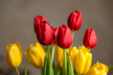 Fototapeta premium yellow and red tulips on a dark background