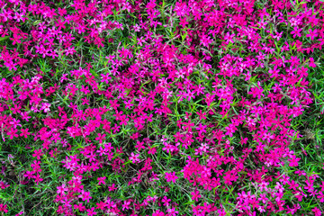Obraz premium Background from small pink spring flowers on the lawn.