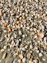 seashells all seashells