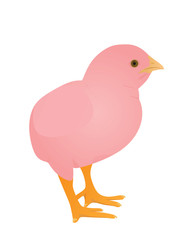 Small pink chicken. vector illustration