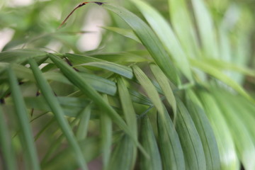 green grass