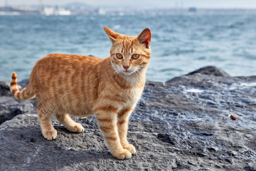 Naklejka na ściany i meble A striped ginger cat stands on coastal cliff.
