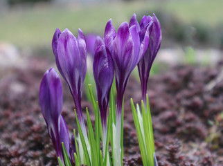 Blooming crocuses close up on a blurry background