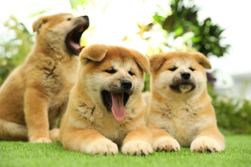 Cute Akita Inu puppies on green grass outdoors. Baby animals