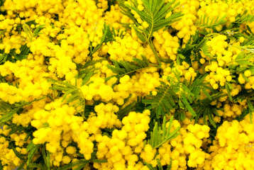 Yellow Mimosa