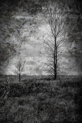 Artistic tree in black and white