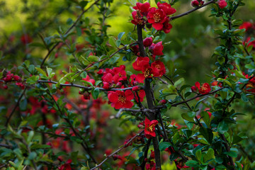 Chaenomeles japonica branches with beautiful red flowers