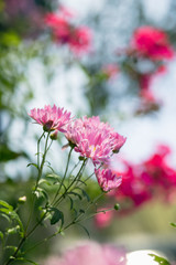 A bouquet of garden pink flowers in the sunlight. Flowers close-up. Holiday card
