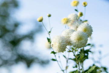 Many garden white a chrysanthemum . Flowers close-up, on a blue sky background. Holiday card