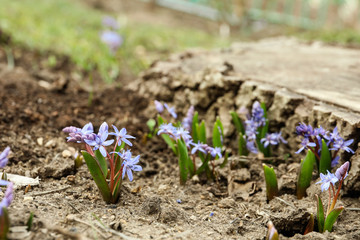 Beautiful lilac alpine squill flowers in garden
