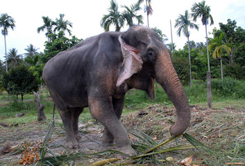 Fototapeta na wymiar Thailand - Elephant in Chiang Mai