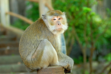 Thailand - Monkey with human expression of the face in Golden Temple - Krabi