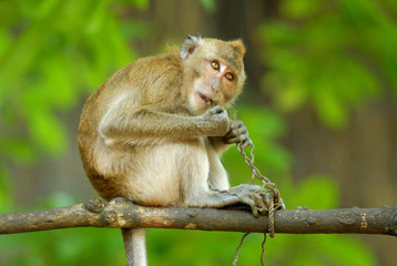 Naklejka na ściany i meble Thailand - Monkey with human expression of the face in Golden Temple - Krabi
