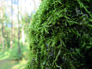green moss on wooden background