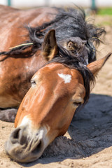 A little gray kitten sits on the head of a horse.