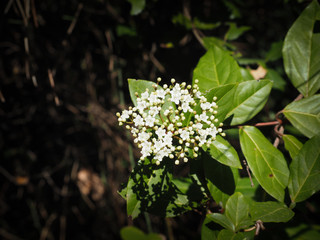 Blooming tree with white flowers